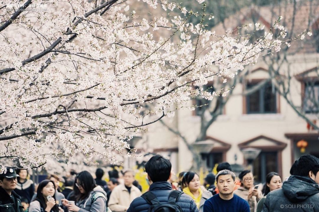 中國最美的櫻花開了，誰還花錢去島國？ 旅遊 第30張