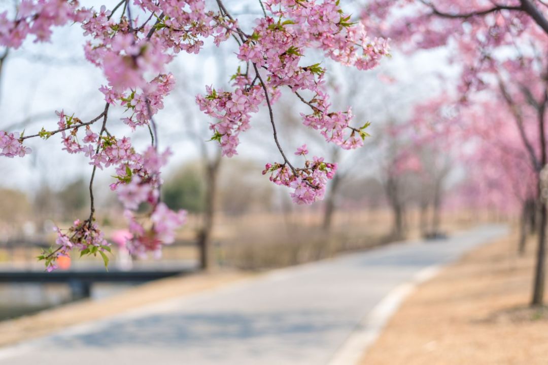 中國最美的櫻花開了，誰還花錢去島國？ 旅遊 第31張