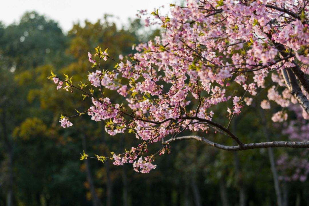 中國最美的櫻花開了，誰還花錢去島國？ 旅遊 第29張