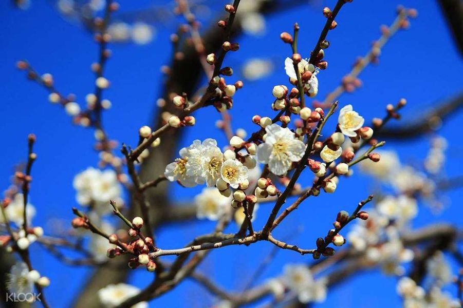 這樣飛日本最便宜，還能打卡一片小眾秘境！ 旅遊 第12張