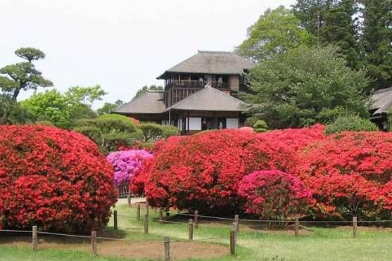 這樣飛日本最便宜，還能打卡一片小眾秘境！ 旅遊 第13張