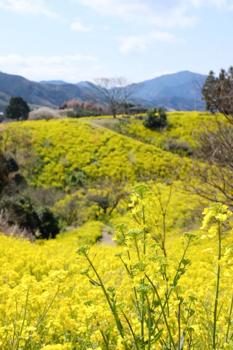 全國近4000家景區恢復開放！這些地方還免費！ 旅遊 第29張