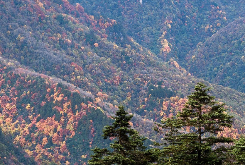 重磅！湖北全省A級景區對全國遊客免門票開放！ 旅遊 第12張