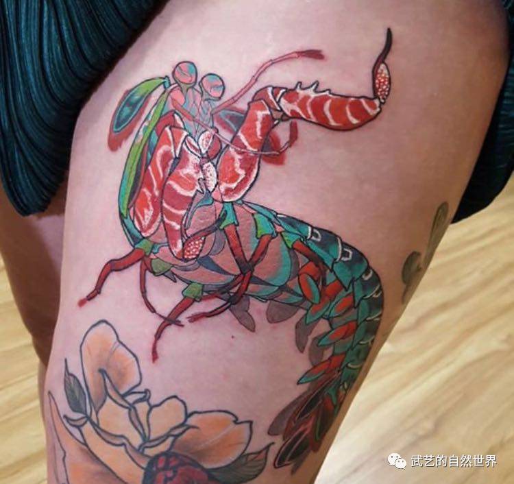 美味的皮皮虾,你知道有多厉害吗?