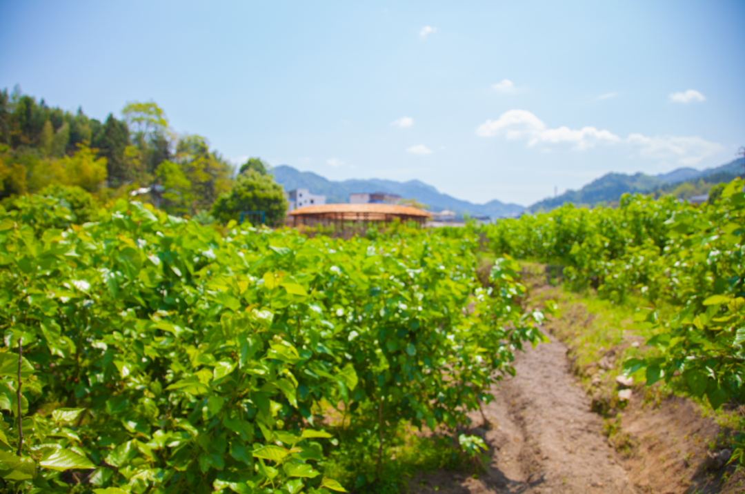 会昌人这个地方桑葚园成熟啦赶紧约上伙伴来体验采摘吧