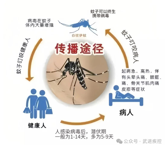 登革热传播.png