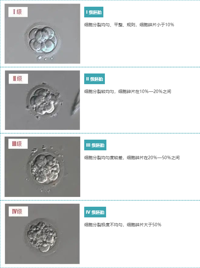 关于胚胎评级看不懂，今天一文解释清楚！