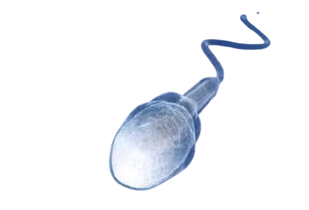 「颜值」鉴赏大会，一起看看「顶流」级别的精子长啥样！