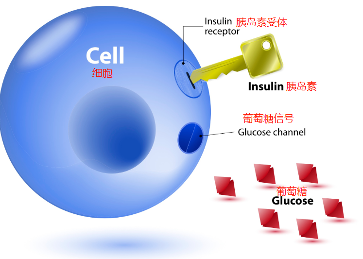 自然流产，可能是胰岛素有问题