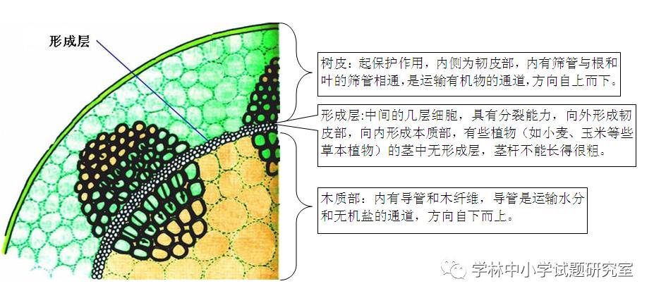 植物筛管模式图图片