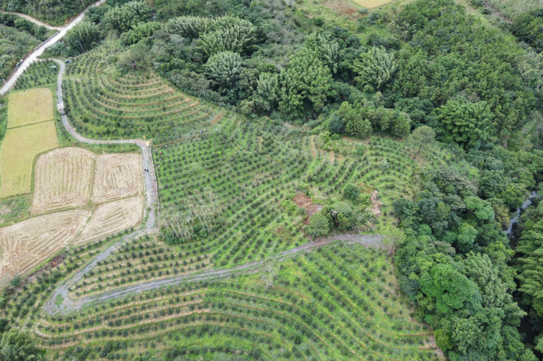 鄉村振興防城區油茶果巧變致富果