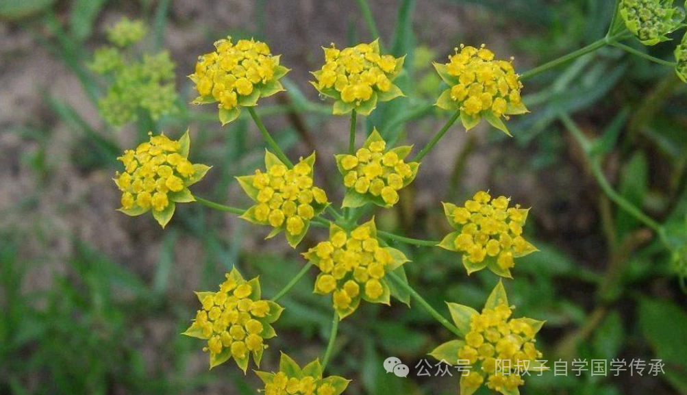 百病皆可小柴胡，中成药小柴胡颗粒的功能你可能只用了1%