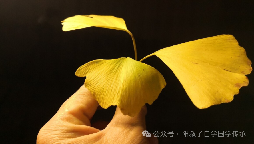 失眠睡不着？肝火扰心，解读一个中成药，肝火一消，立马睡好