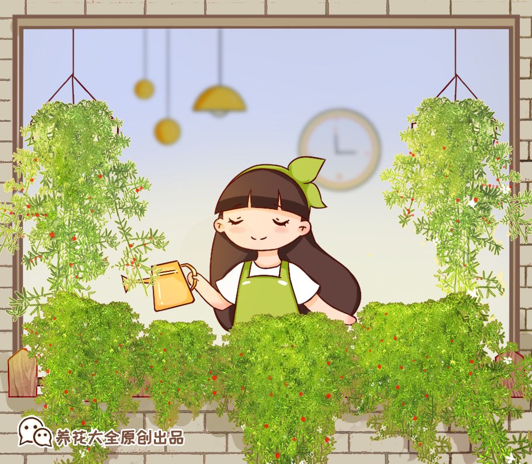 推荐 比文竹好养的武竹 沾点土就活 1个月长成2米绿帘子 养花大全 微信公众号文章