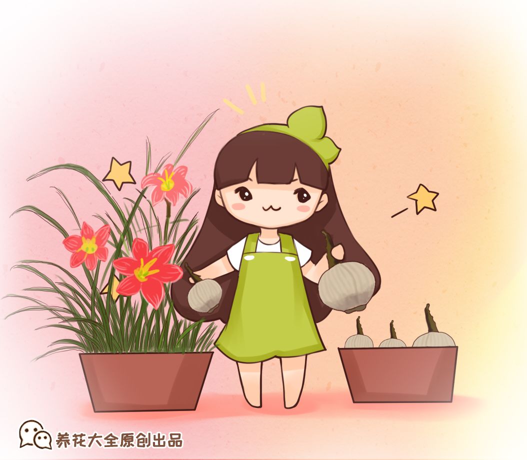 好活 3颗球丢土里 花开爆盆一夏天 新手也能养好 养花大全微信公众号文章