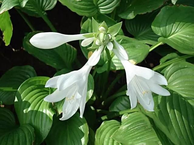 廚房擺盆它，吸油煙除異味，空氣清新身體好！ 家居 第43張