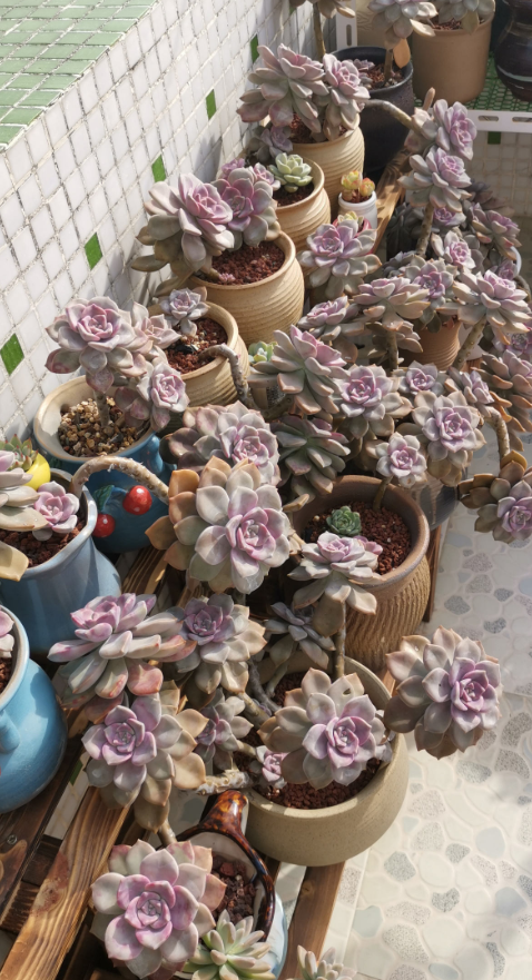 厉害 这种多肉太好养 夏天不遮阳 不挡雨 照样蹭蹭长 养花大全微信公众号文章