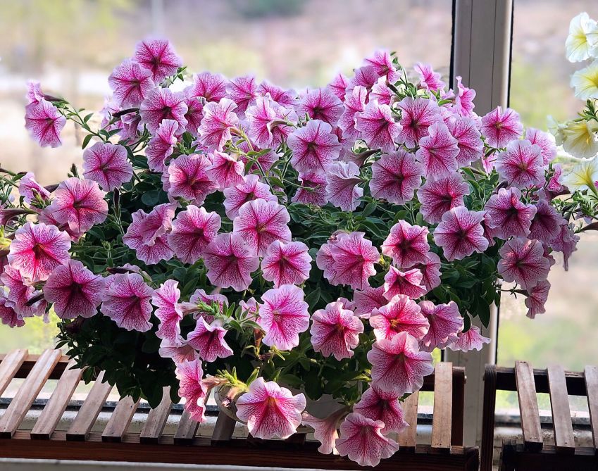 家里的花别乱摆，小心招来大麻烦！