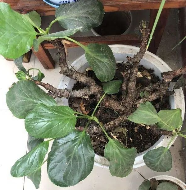 养了8年的小白菜，杆子成老桩，开花竟然这么美