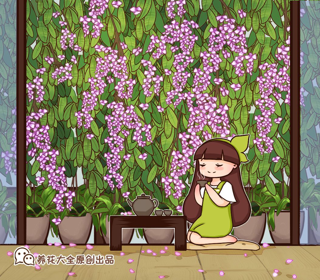 11种耐阴花 光不好也能嗖嗖长 开出2米大花墙 养花大全微信公众号文章