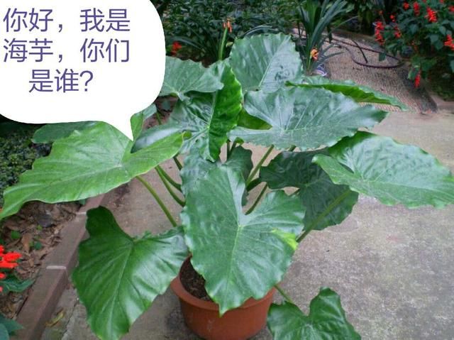 这种花有毒，别乱碰、别乱吃，家里有小孩更要注意！