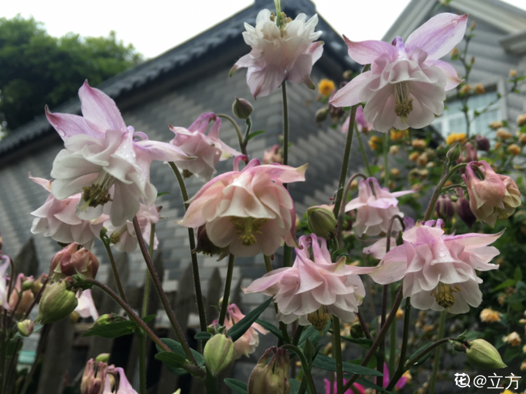 种耐寒花 15度冻不死 不要搬进屋 养花大全微信公众号文章