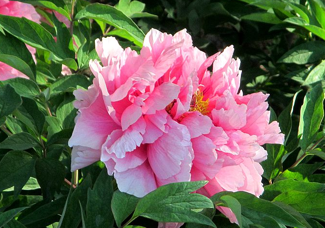 趣味 一句诗一种花 根据诗句猜花名 猜对的都是文化人 养花大全微信公众号文章