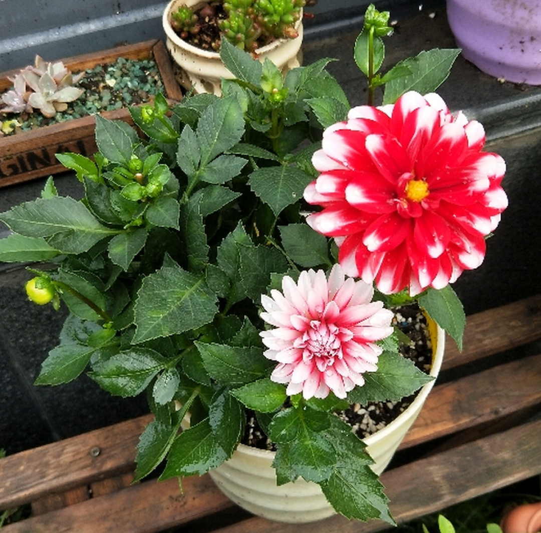 花市 一次性 盆栽 开完花就死 赶快砍头 Hi有料