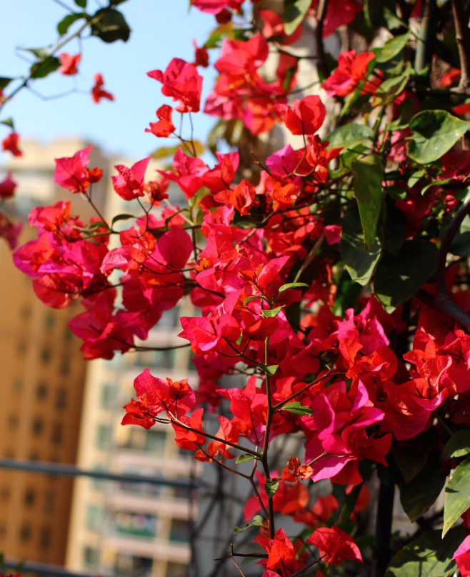 必养 10种花 一开就是上百天 阳台四季有花赏 养花大全微信公众号文章