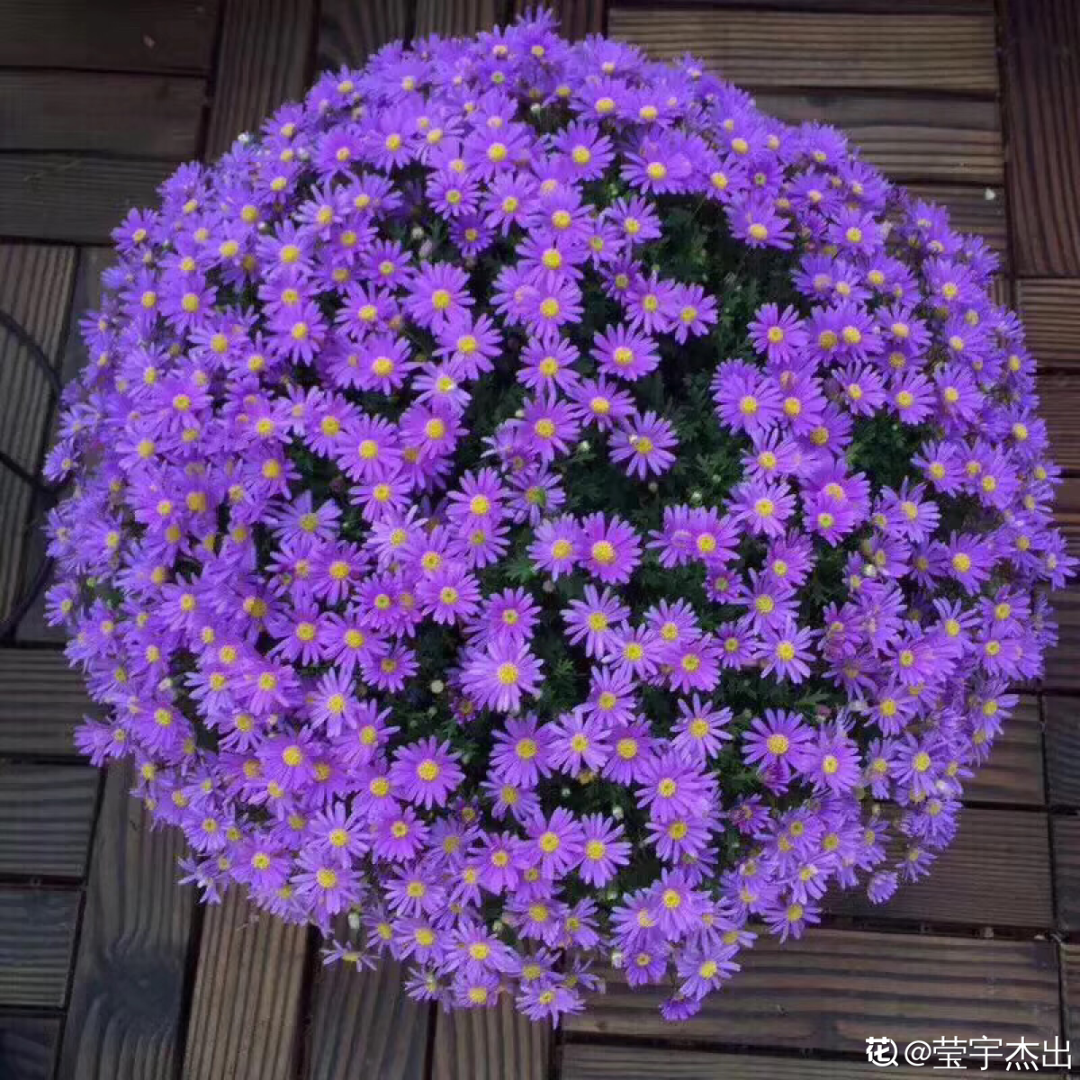 6月啥花都不养 唯独这一盆 不养亏大了 柠檬资讯