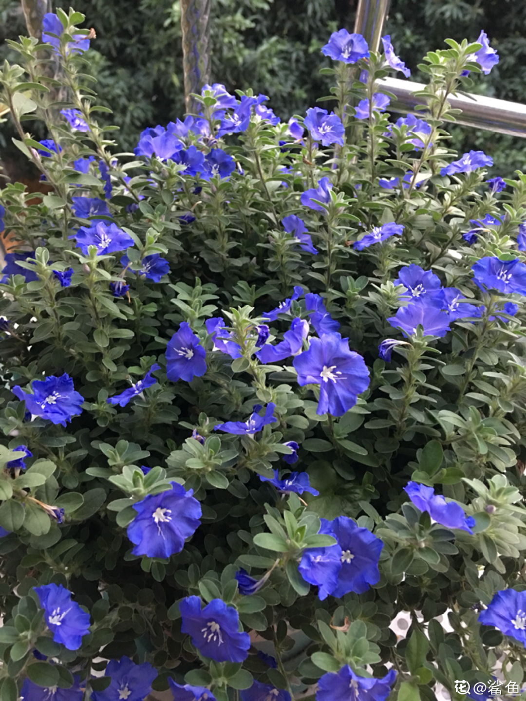 6月啥花都不养 唯独这一盆 不养亏大了 柠檬资讯