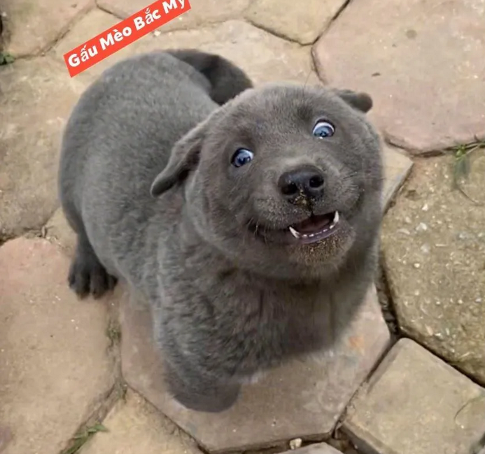 靠表情包走红的小狗,一年后"长残"了,结果像个猥琐大叔_影视聚合站