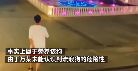 流浪狗撞傷老人，好心投喂者卻被告上法庭，網友：天理安在 寵物 第6張