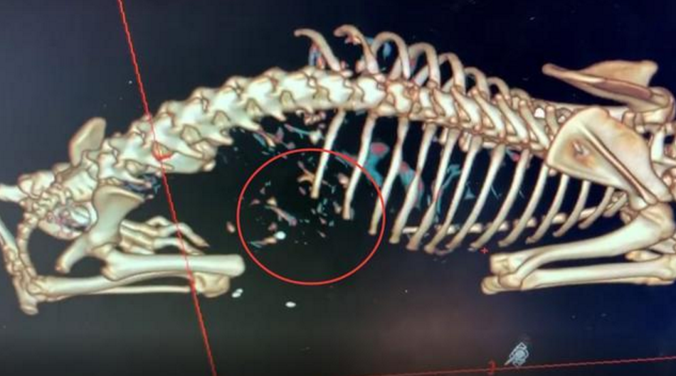 愛犬從25樓摔下，寵主花6萬多治療，你覺得有必要嗎？ 寵物 第3張