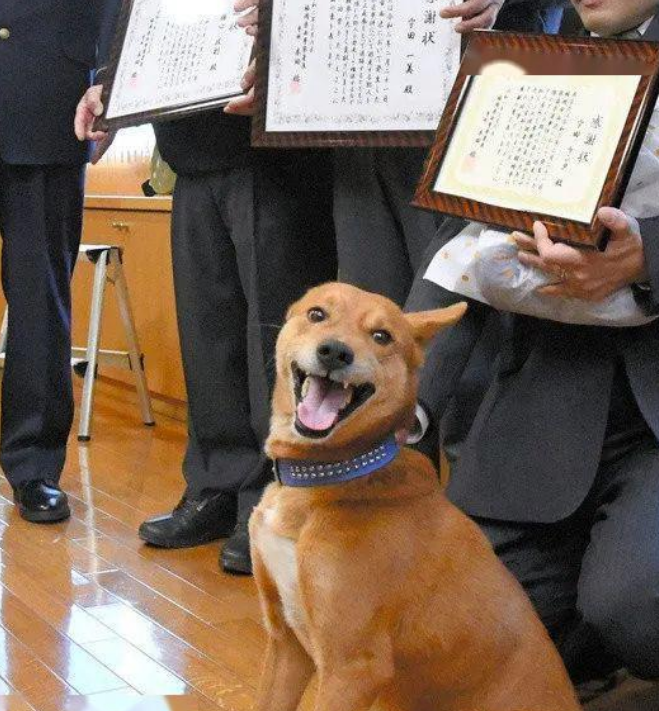 狗狗幫忙破了案，警局獎勵它一包狗糧，領獎的樣子過於真實了 寵物 第2張