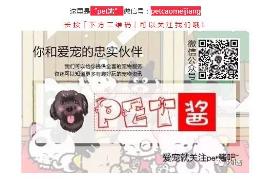 被泰迪弄怀孕的田园犬突然口吐白沫,倒地后再也没有醒来