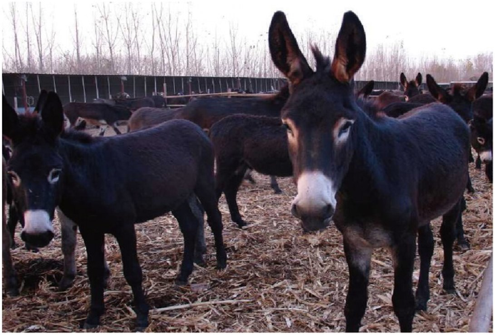 独到工艺 凝练上品 | 揭秘宏济堂阿胶的硬核实力 宏济堂阿胶 第5张