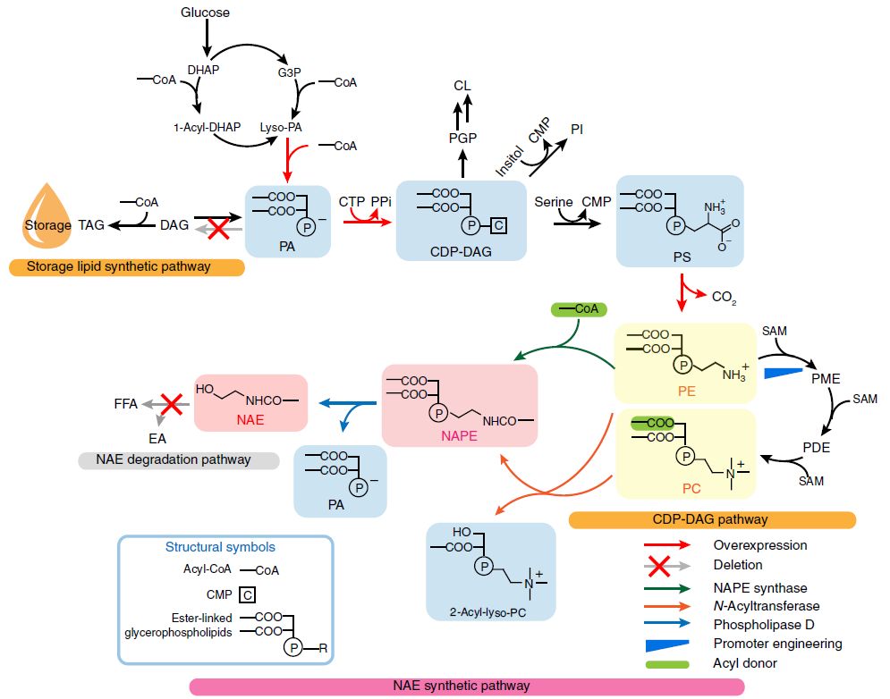 瑞典查尔姆斯理工大学nat Chem Biol 从头合成磷脂衍生物 工程化改造重塑酵母磷脂代谢 遇见生物合成 微信公众号文章阅读 Wemp