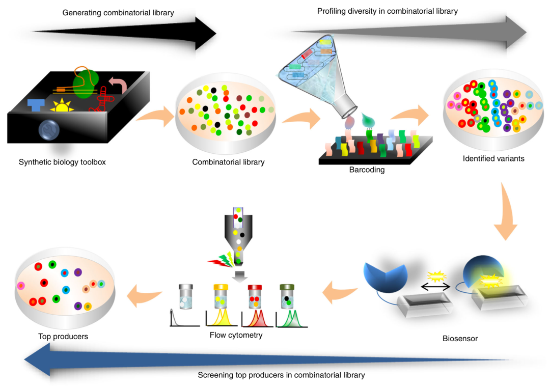 Nat Com Review 组合优化策略在合成生物学中的应用 遇见生物合成 微信公众号文章阅读 Wemp