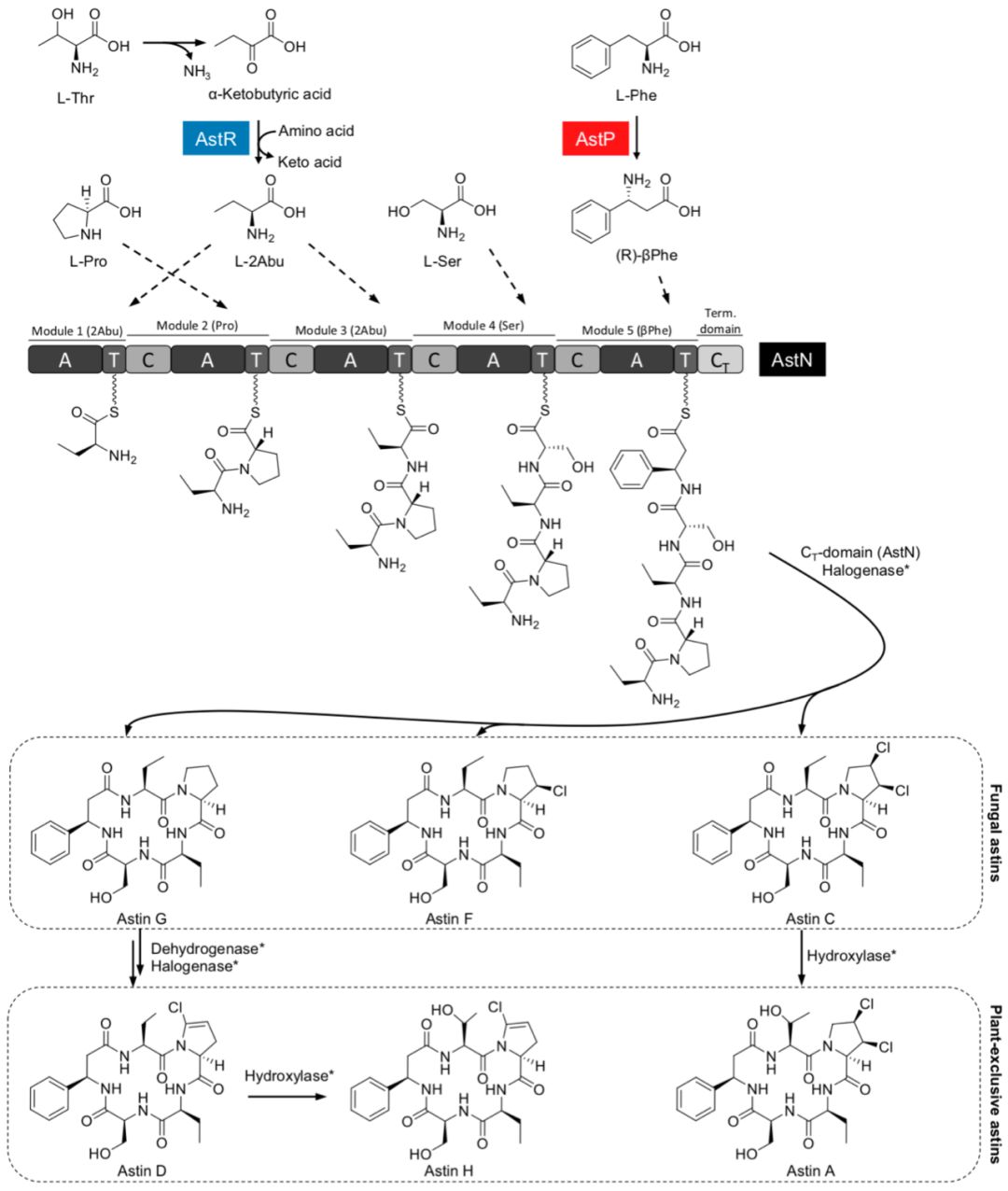 科学网 遇见生物合成之pnas 小分子跨界修饰 共建抗sting化合物astins的生物合成途径 陈波的博文