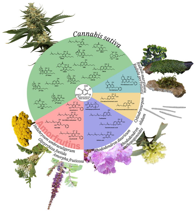 Trends Plant Sci 植物大麻素的起源及生物合成 遇见生物合成 微信公众号文章阅读 Wemp