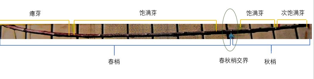 复合微生物菌剂厂家直销