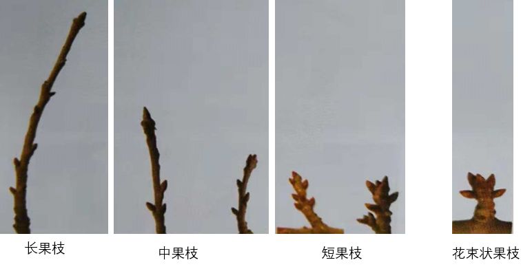 复合微生物菌剂厂家直销