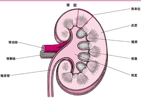 灵芝 降压“不伤肾”