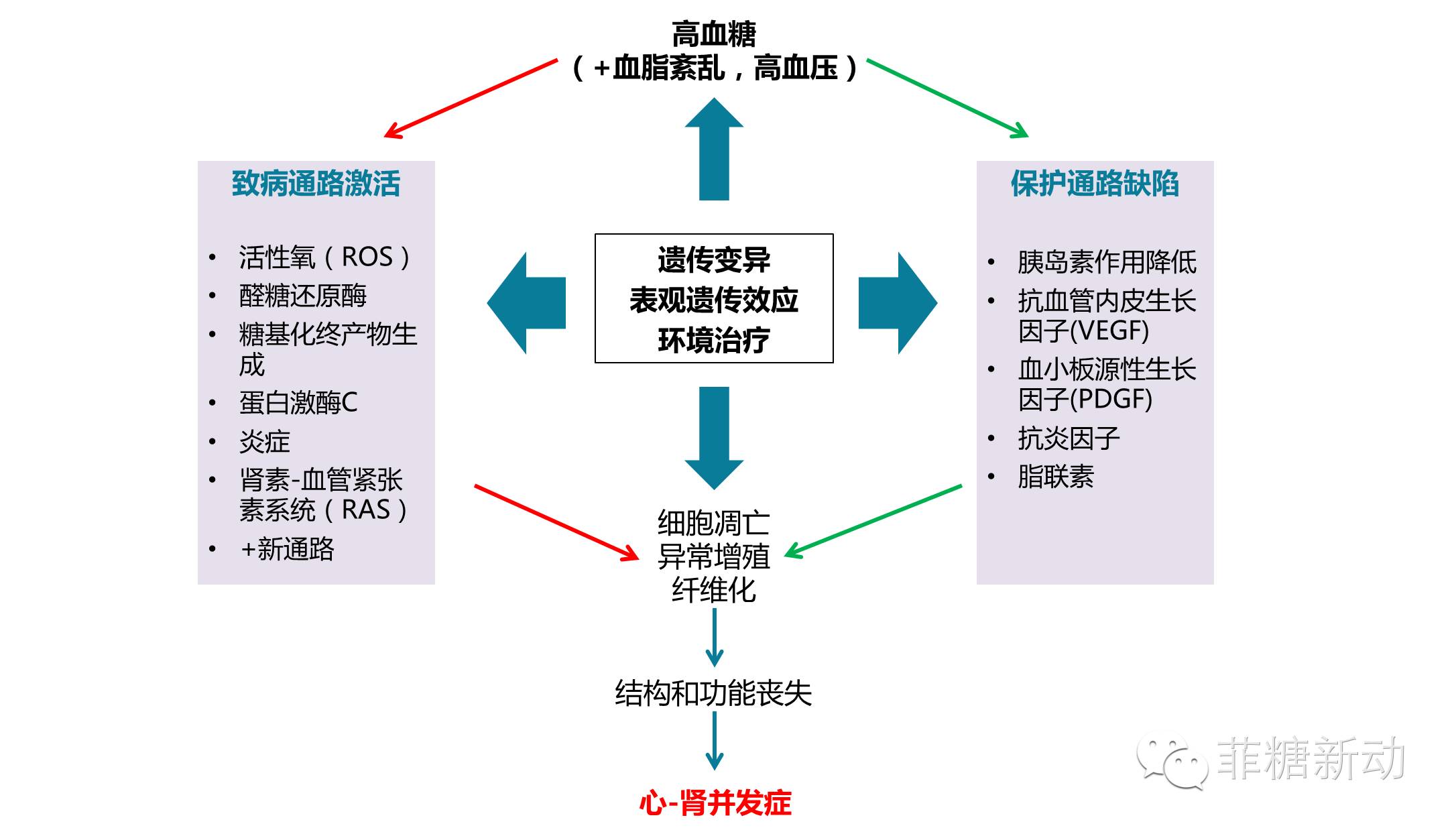 糖尿病心-腎併發症的發病機制