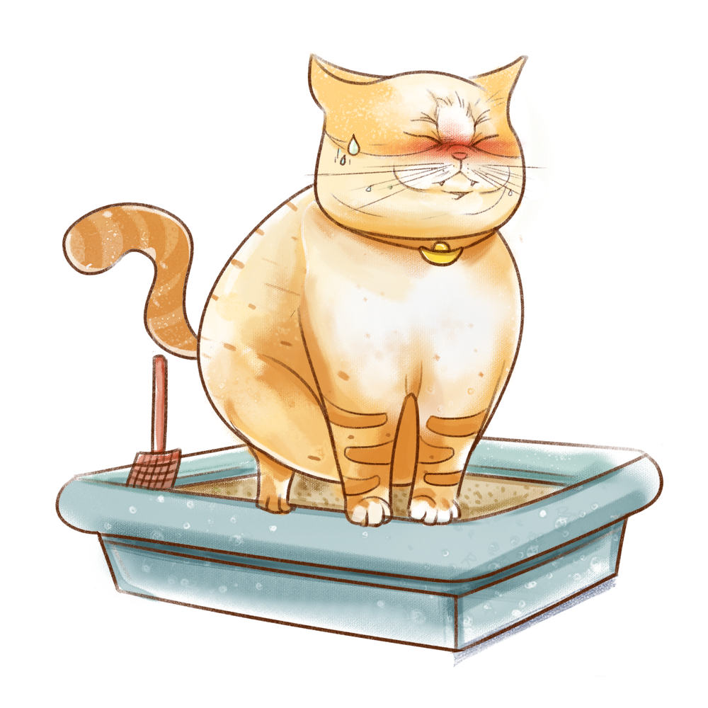 善生能木本油蜜cp 肠胃伴侣 花颜知己 中战茶油