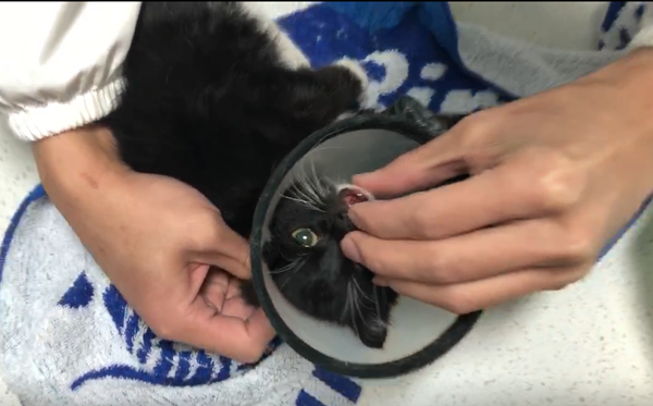 动物拍片腹部怎么摆众筹丨21年12月部分动物医疗费_https://www.jmylbn.com_新闻资讯_第29张