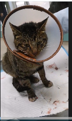 动物拍片腹部怎么摆众筹丨21年12月部分动物医疗费_https://www.jmylbn.com_新闻资讯_第47张