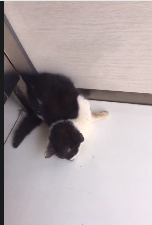 动物拍片腹部怎么摆众筹丨21年12月部分动物医疗费_https://www.jmylbn.com_新闻资讯_第46张