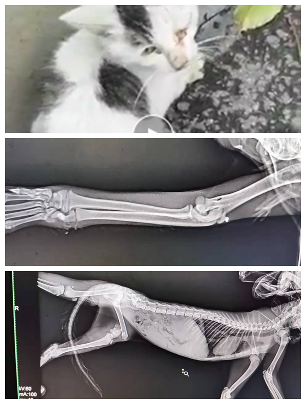 动物拍片腹部怎么摆众筹丨21年12月部分动物医疗费_https://www.jmylbn.com_新闻资讯_第45张